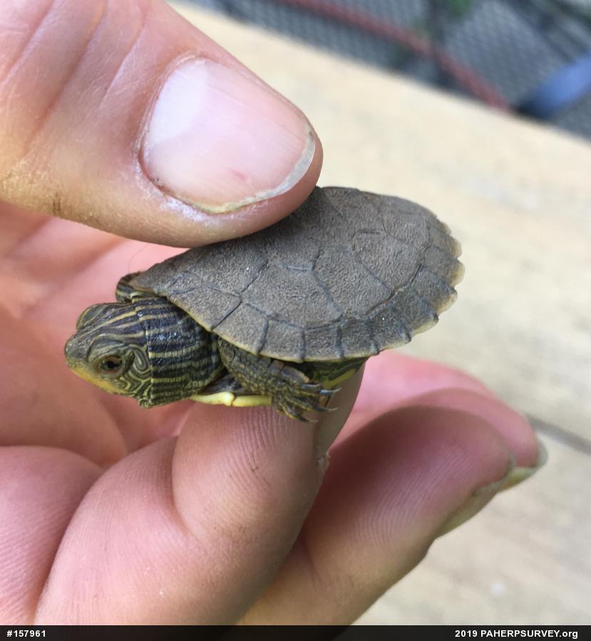 Northern Map Turtle
