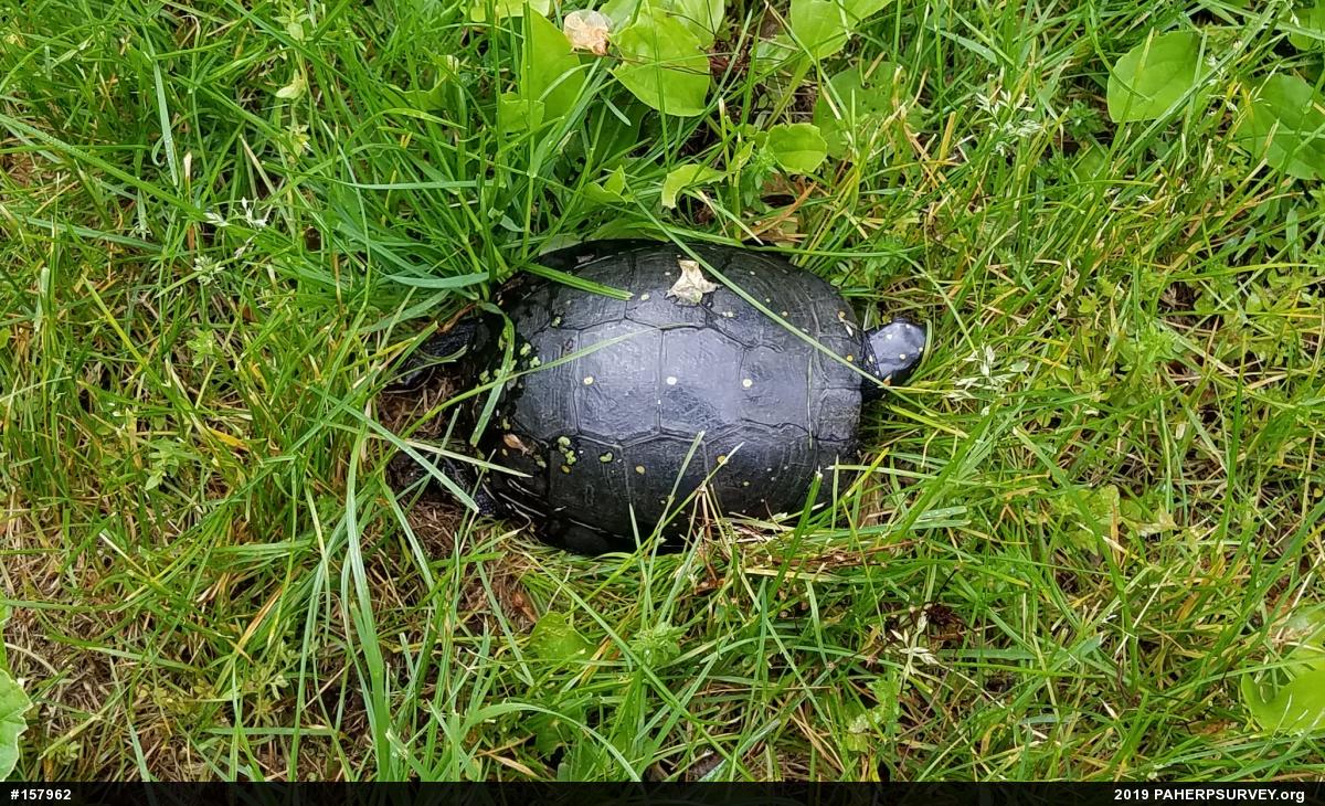 Spotted Turtle
