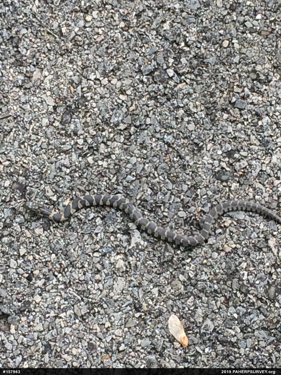 Northern Watersnake