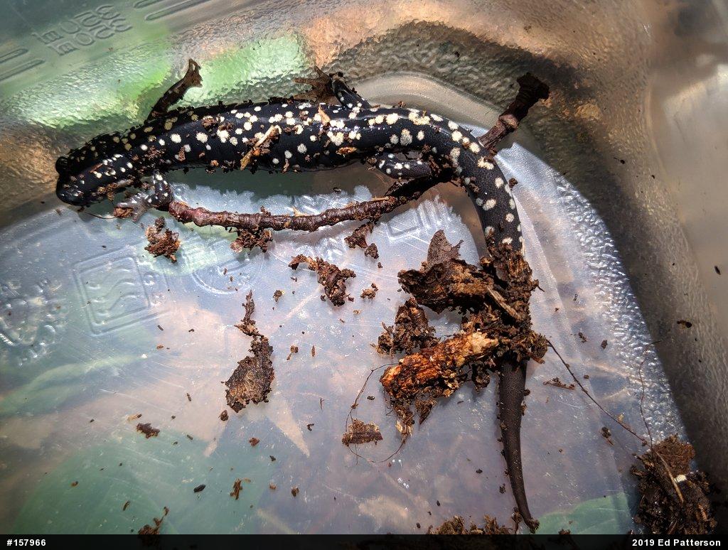 Northern Slimy Salamander