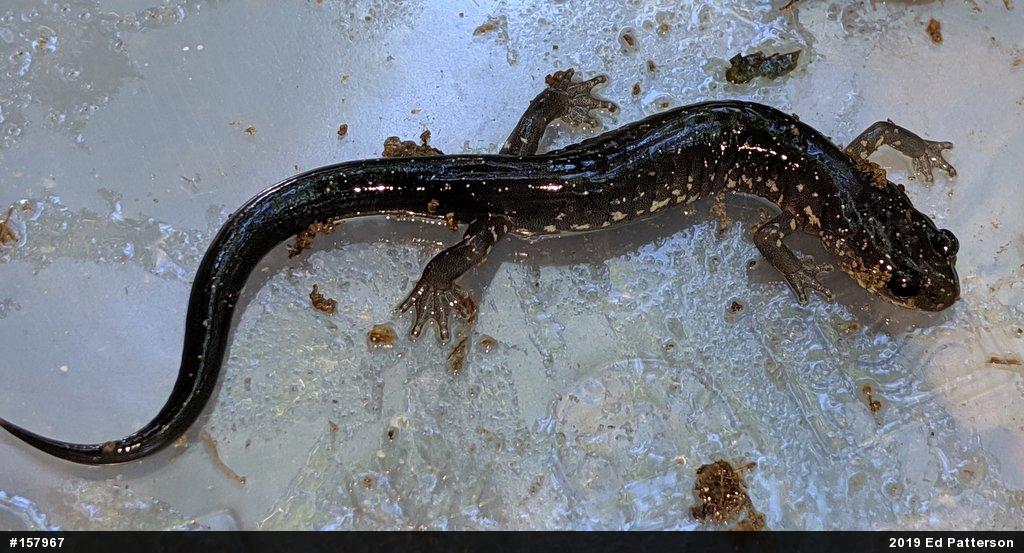Wehrle's Salamander