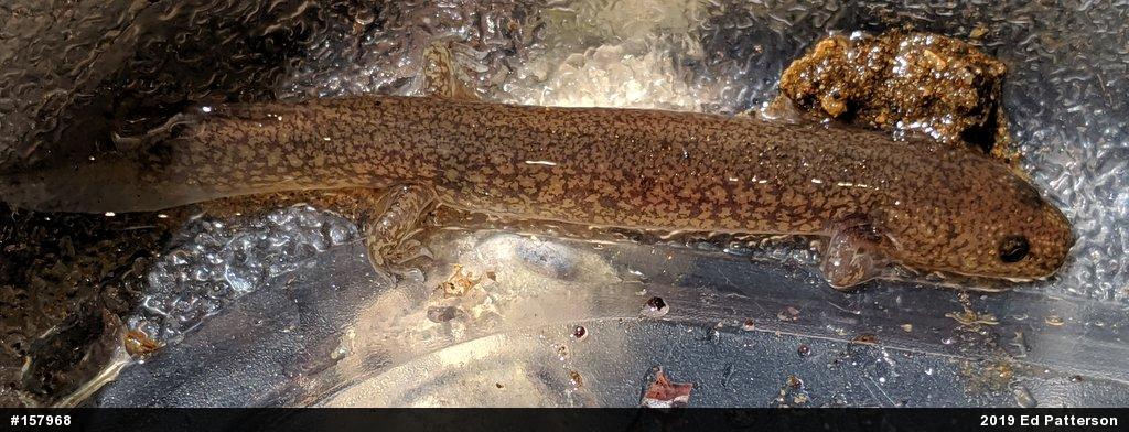 Northern Spring Salamander