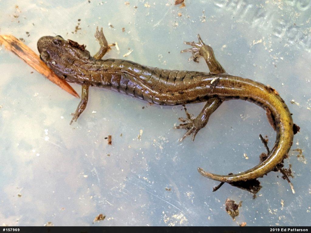 Allegheny Mountain Dusky Salamander