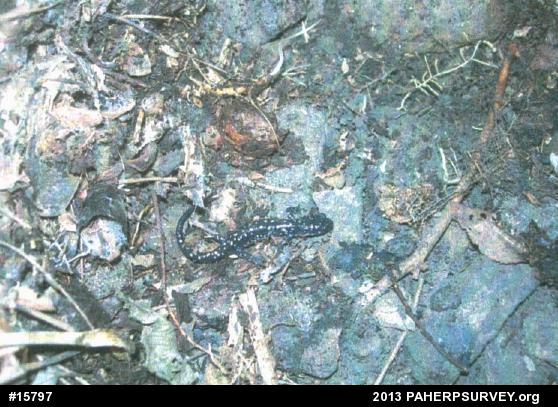 Northern Slimy Salamander