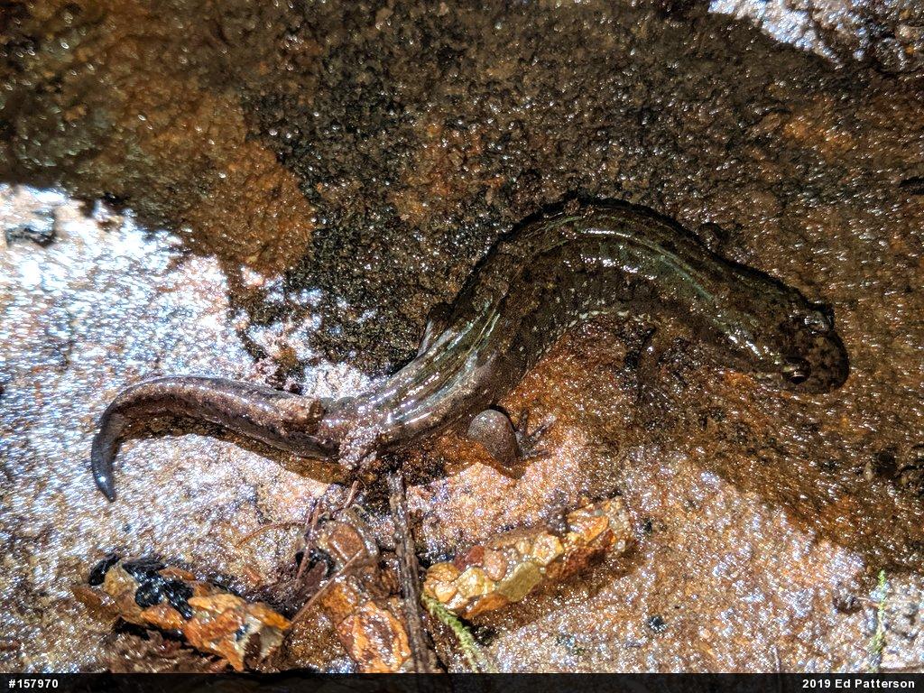 Northern Dusky Salamander
