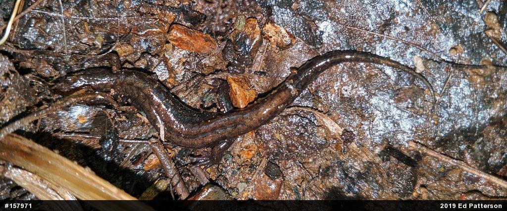 Allegheny Mountain Dusky Salamander