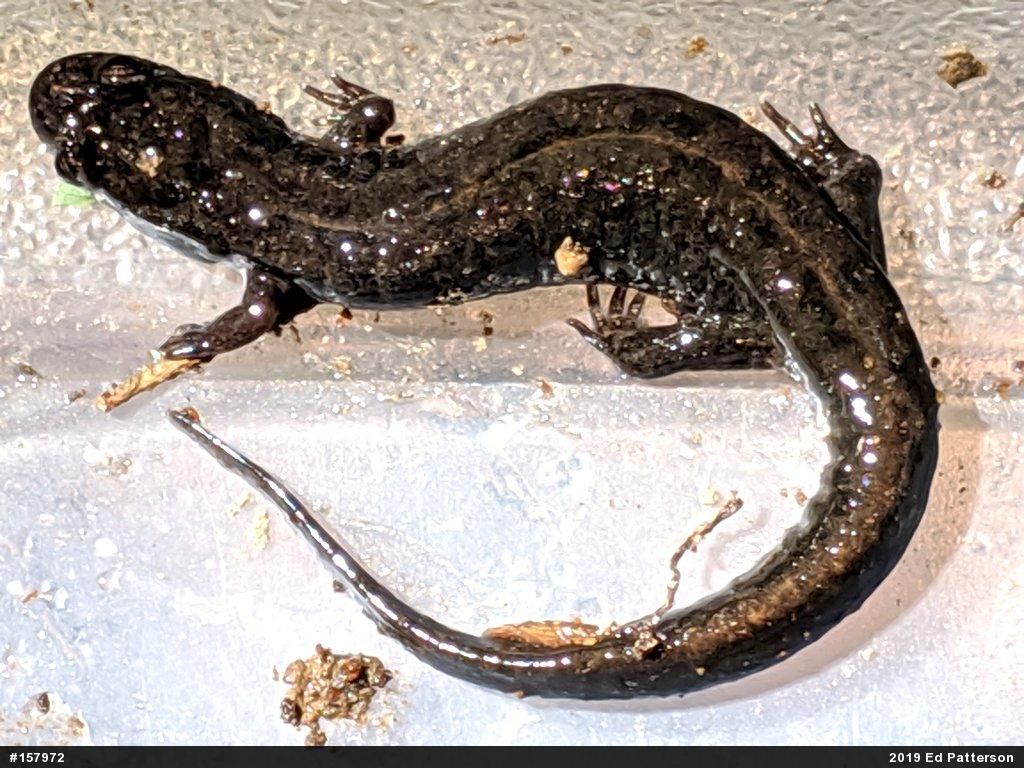 Northern Dusky Salamander