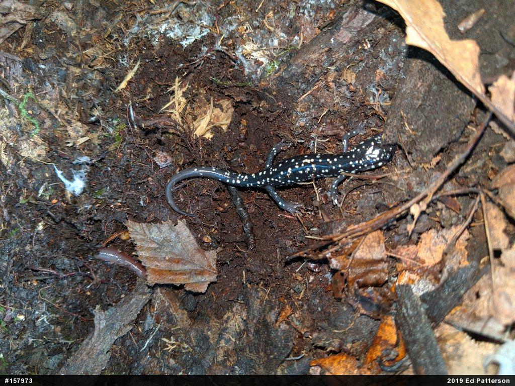Northern Slimy Salamander