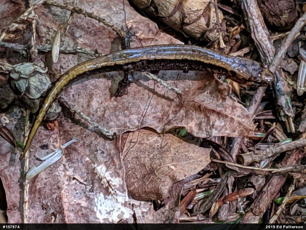 Allegheny Mountain Dusky Salamander