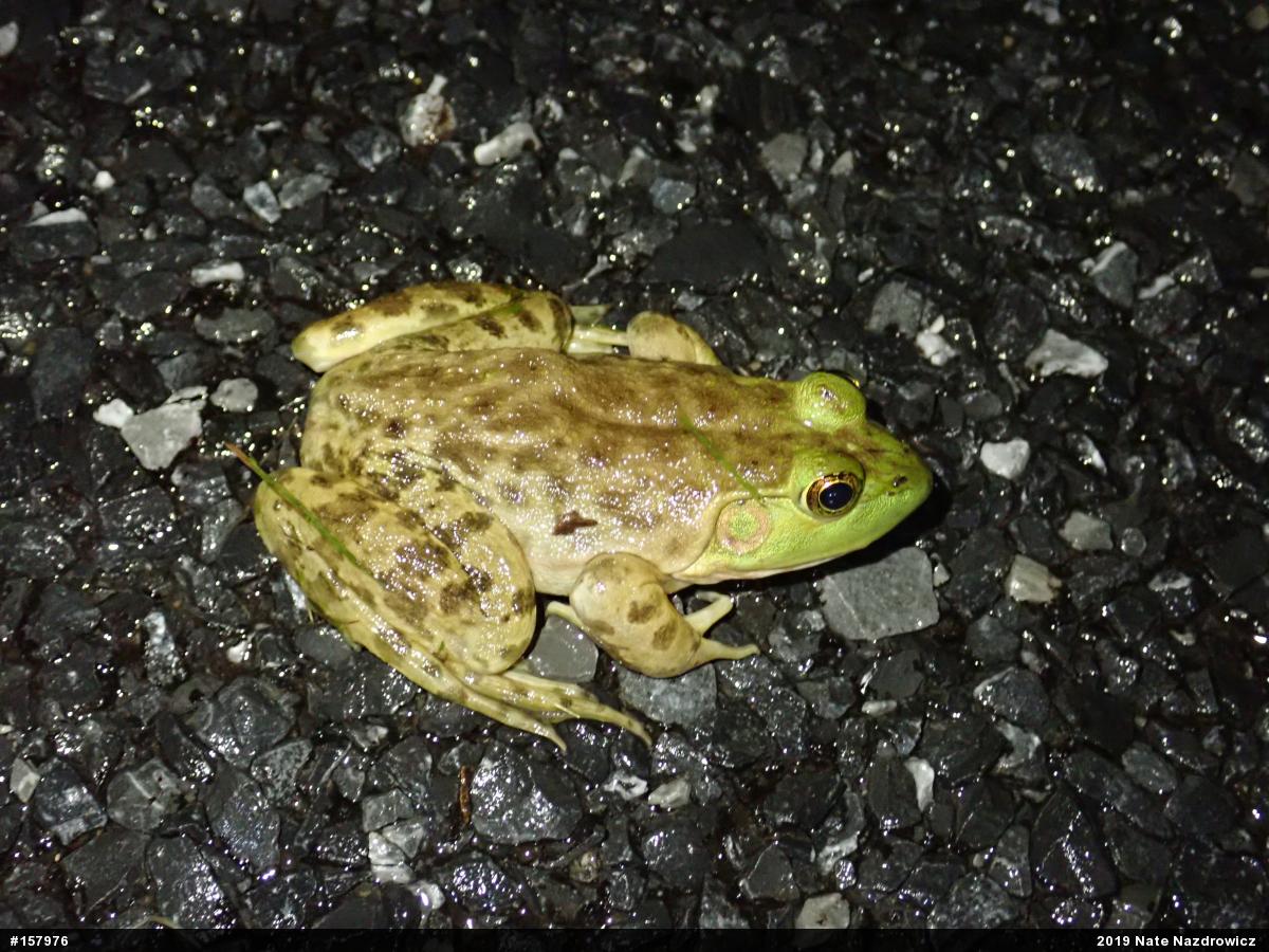 American Bullfrog