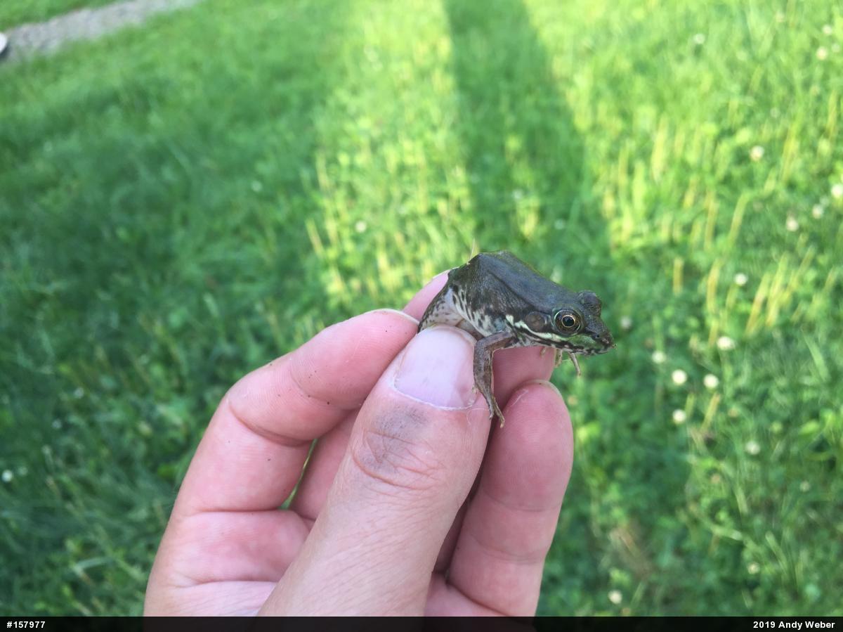 Green Frog