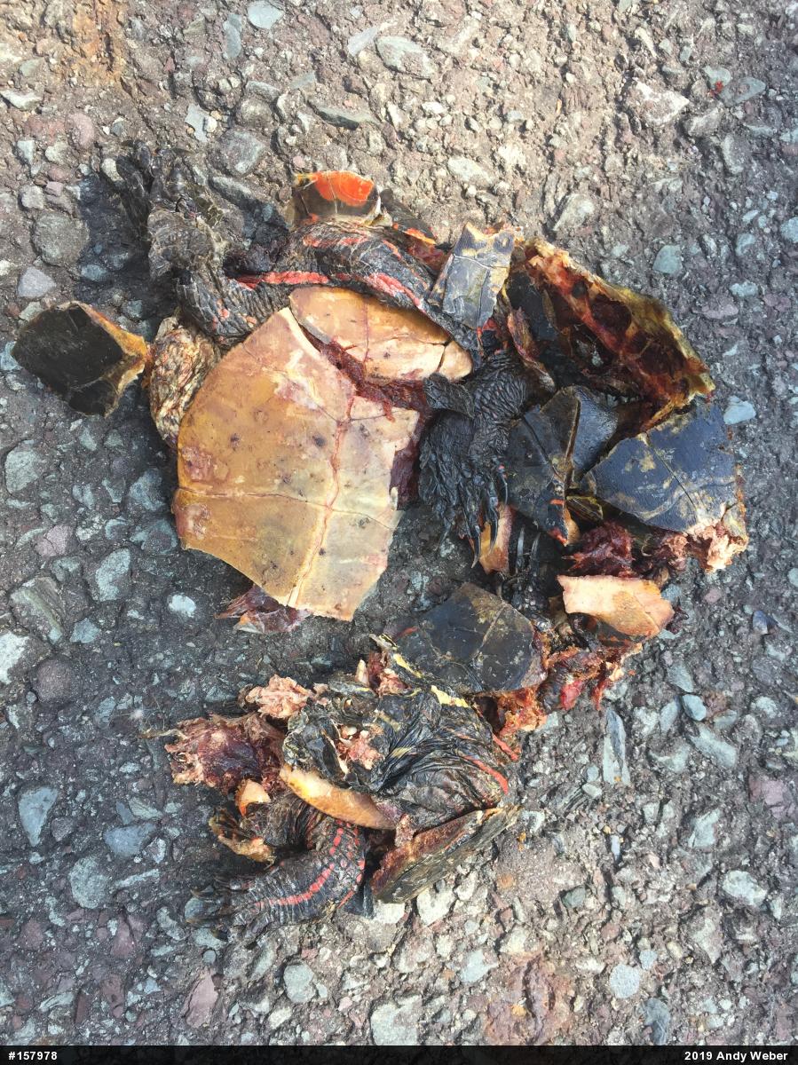 Painted Turtle