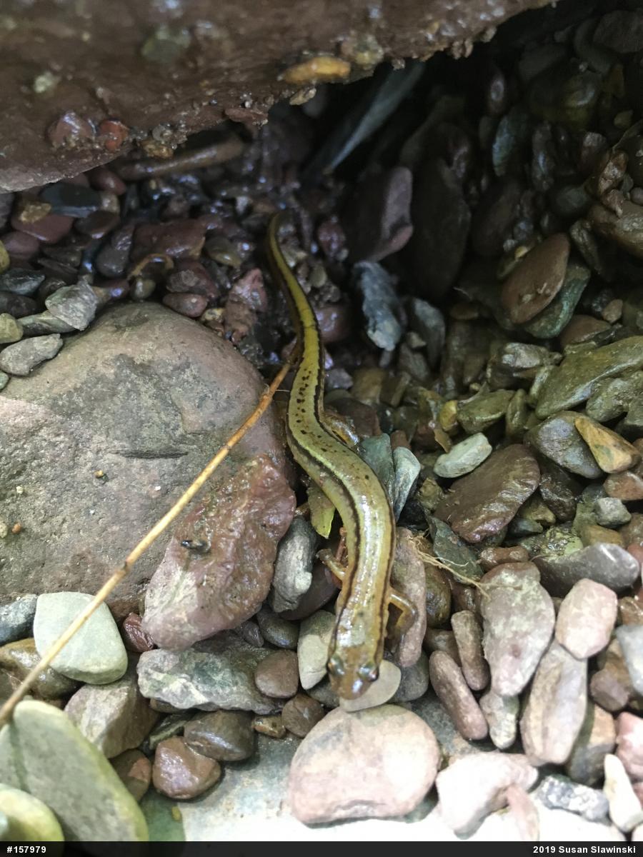 Northern Two-lined Salamander