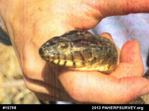 Northern Watersnake