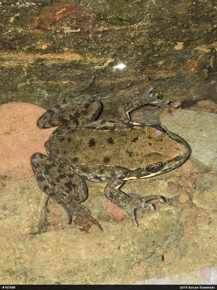 Green Frog