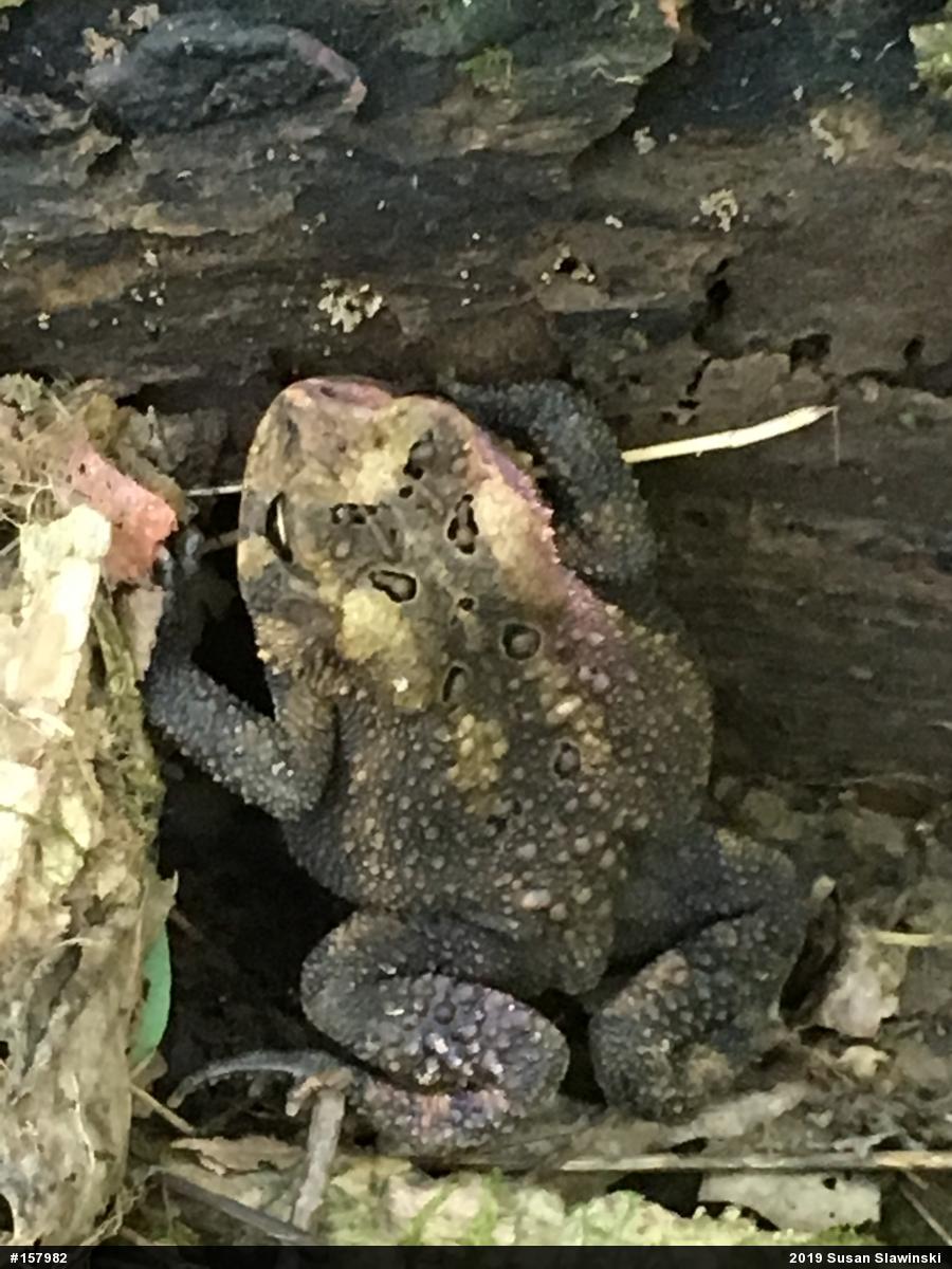 Eastern American Toad