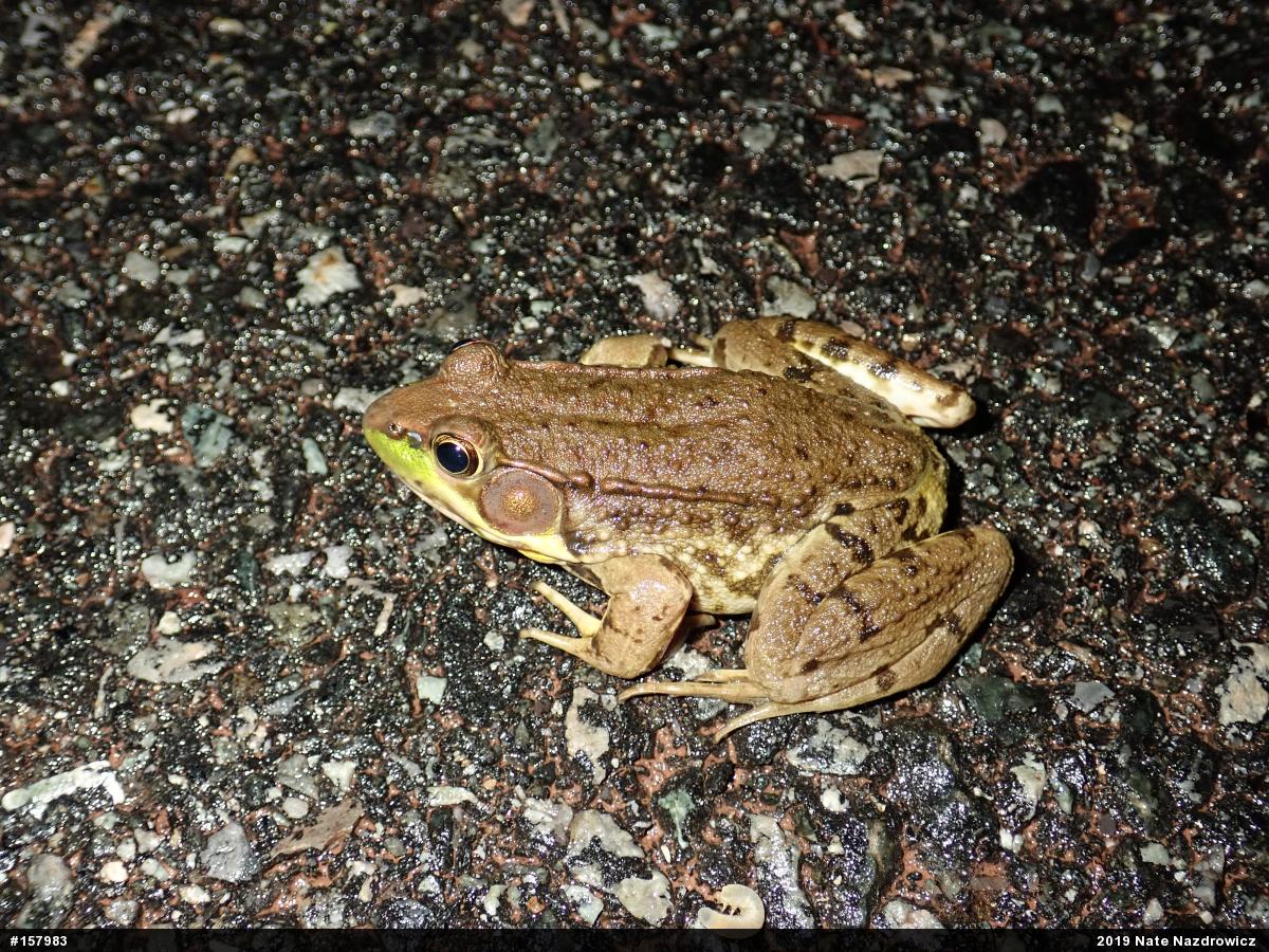 Green Frog
