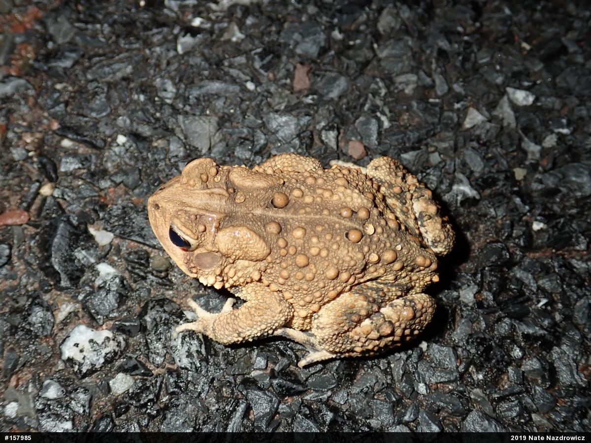 Eastern American Toad