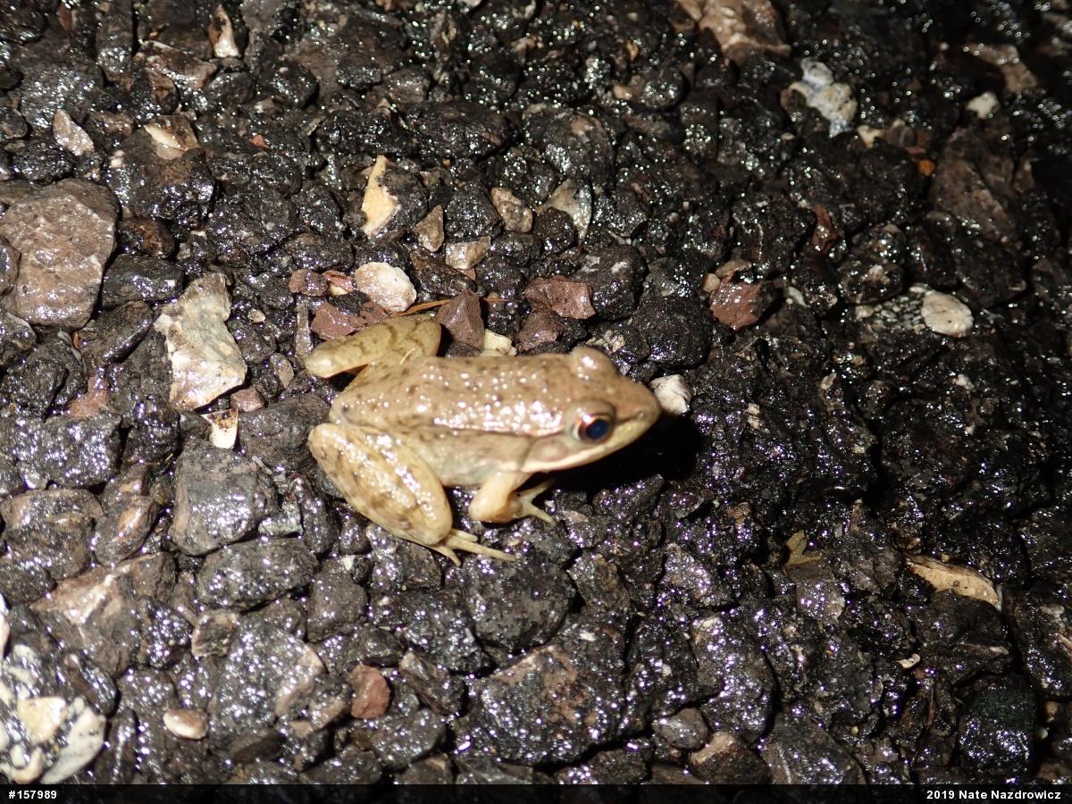 Green Frog