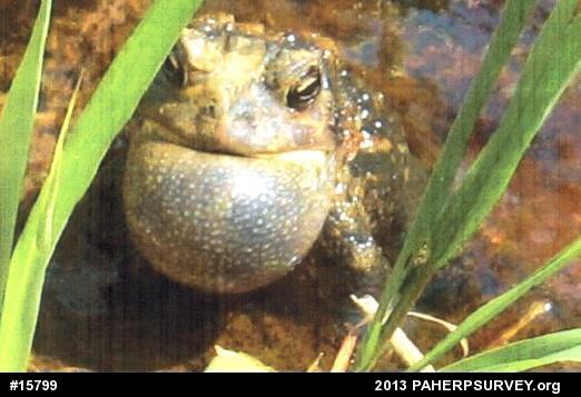 Eastern American Toad