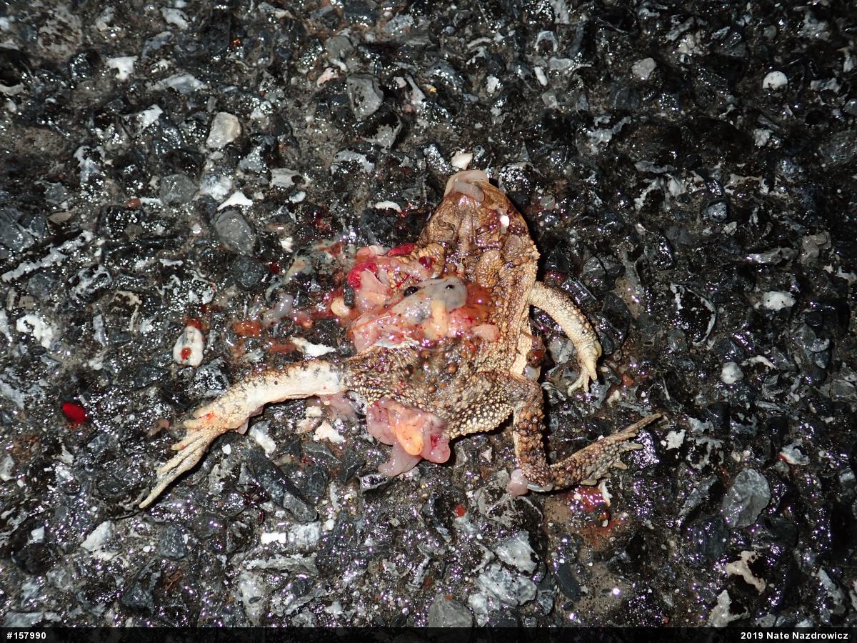Eastern American Toad