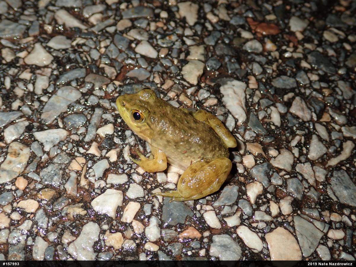 American Bullfrog