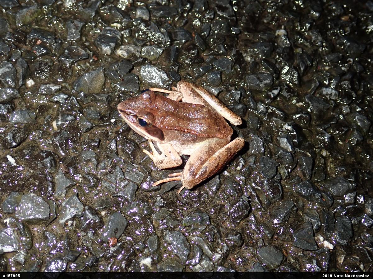 Wood Frog