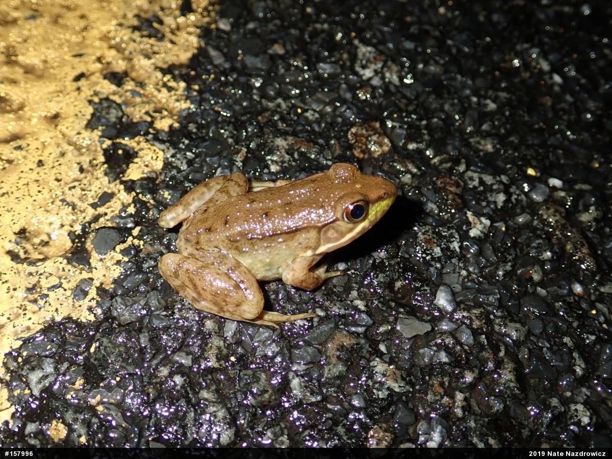 Green Frog