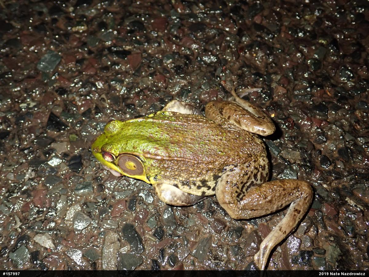 Green Frog