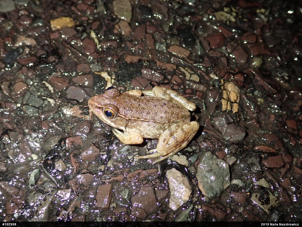 Green Frog