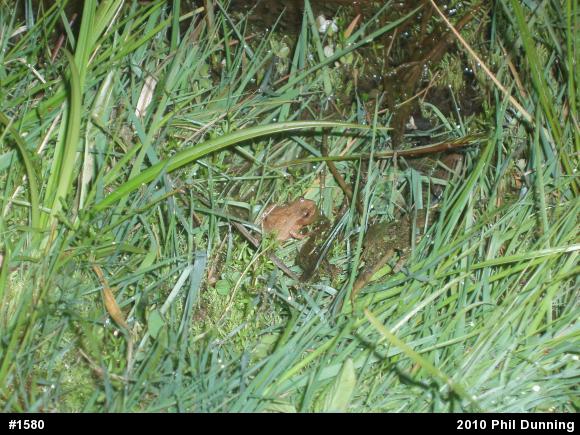 Spring Peeper