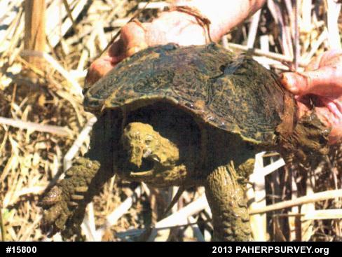 Snapping Turtle