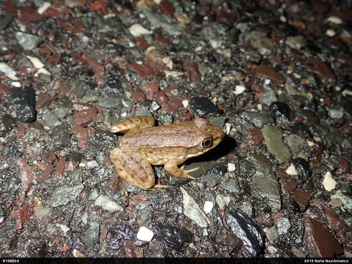 Green Frog