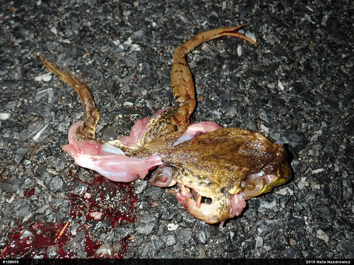 Green Frog