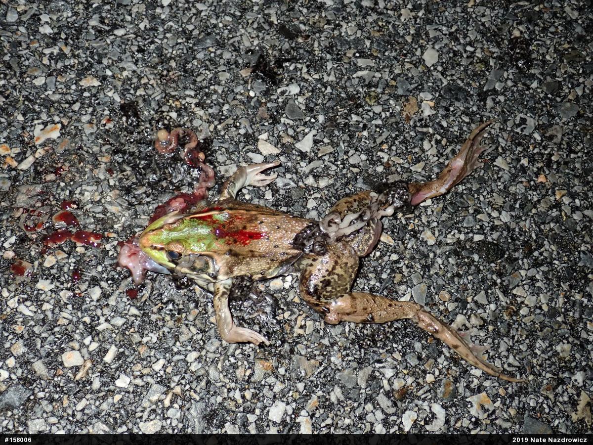Green Frog