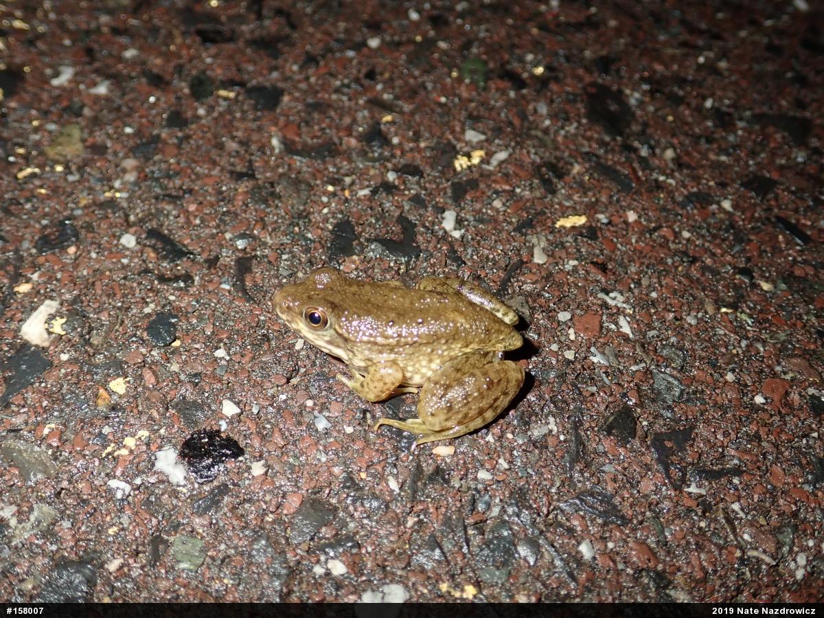 Green Frog