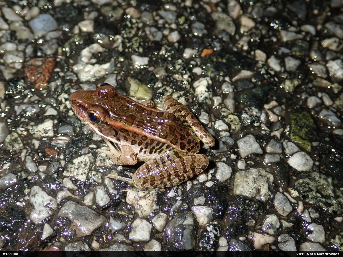 Pickerel Frog