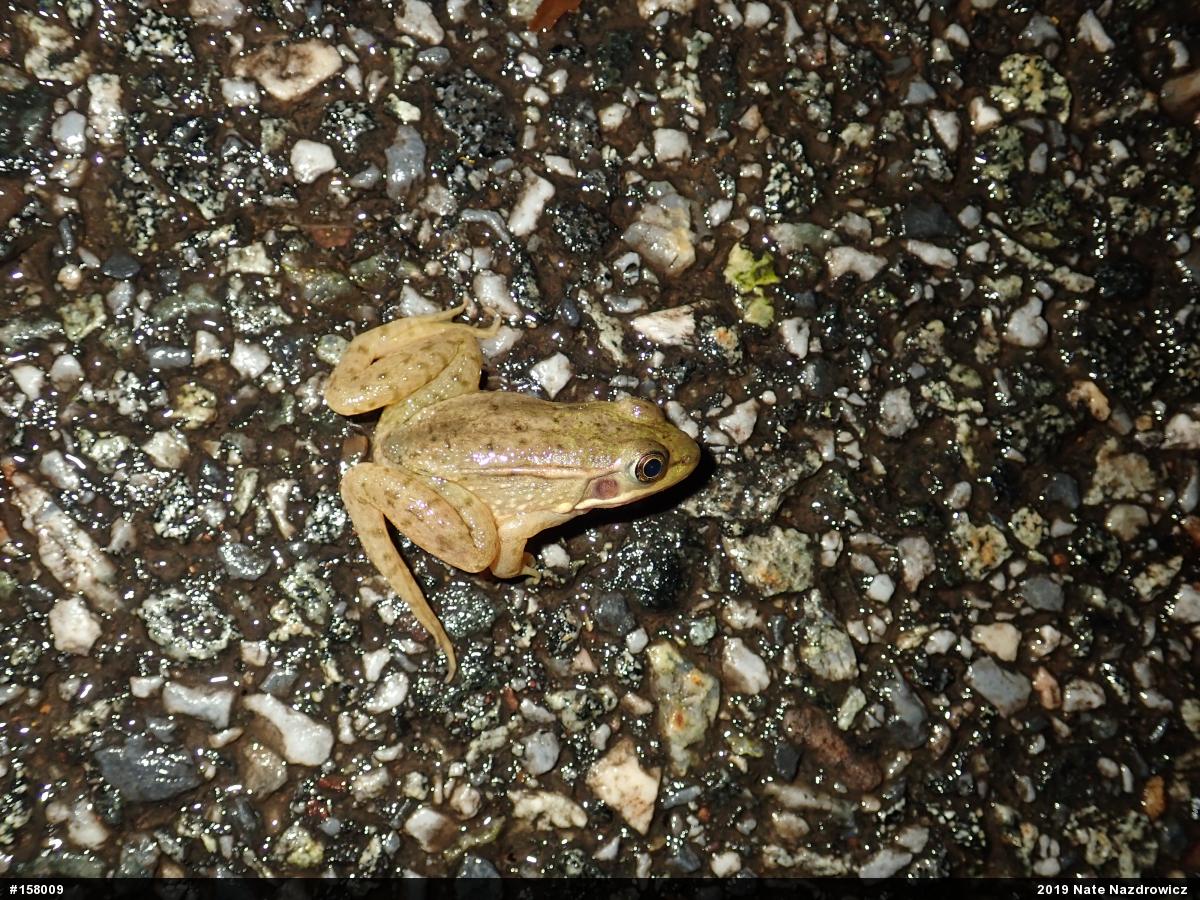 Green Frog