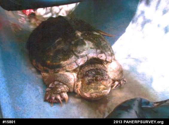 Snapping Turtle
