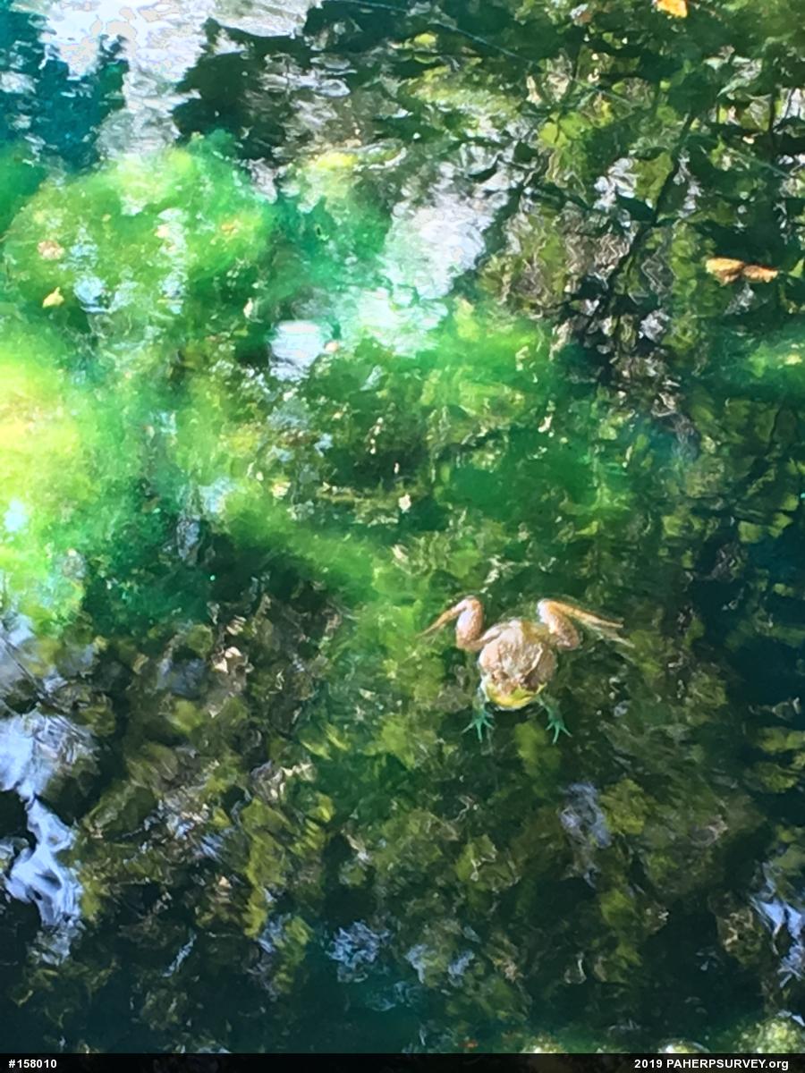 Green Frog