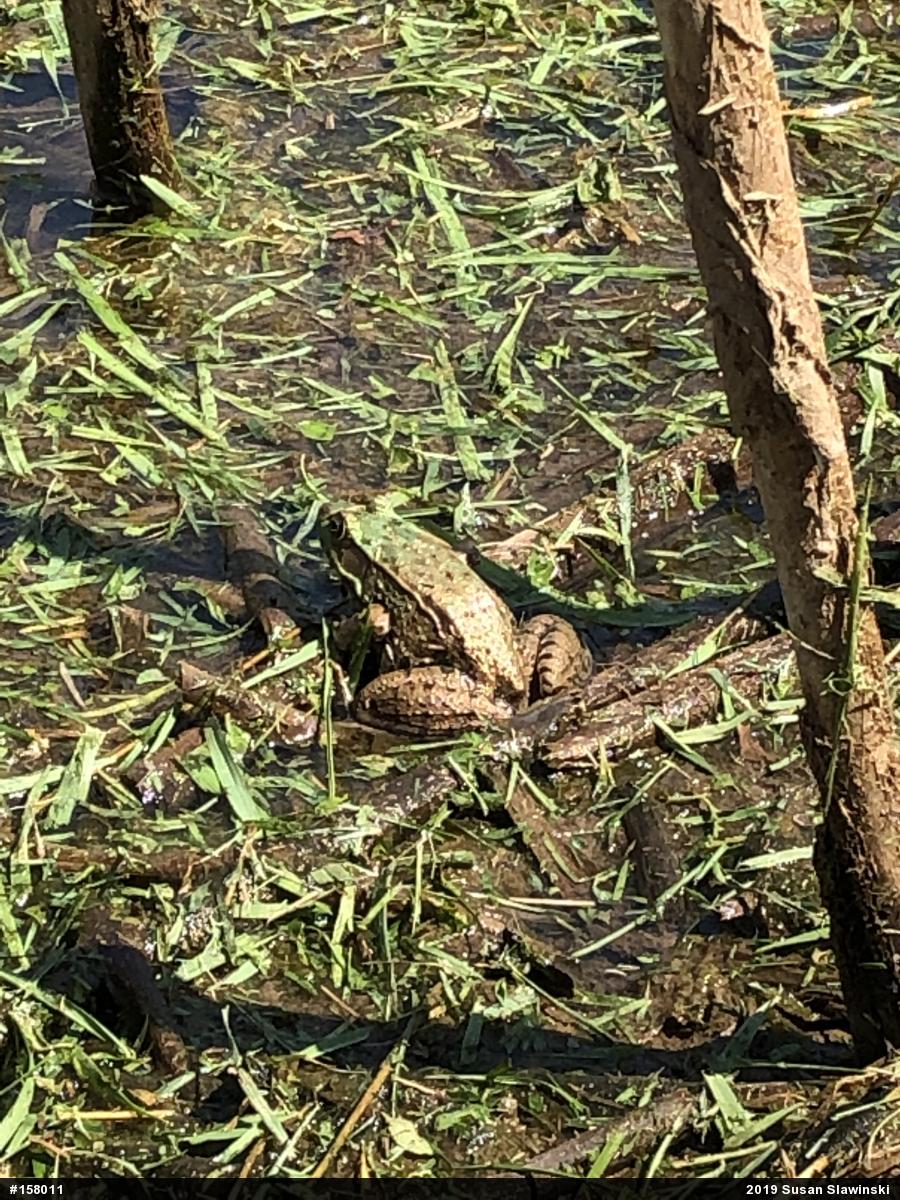 Green Frog