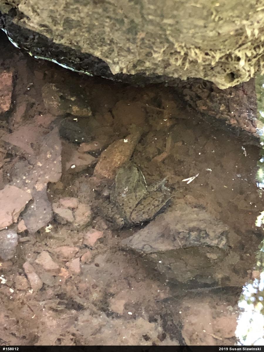 Green Frog