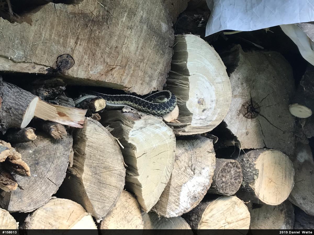 Eastern Gartersnake