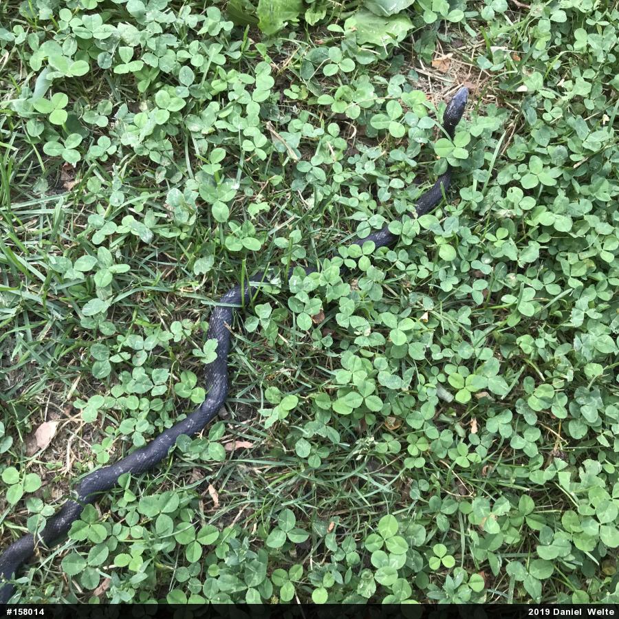 Eastern Ratsnake