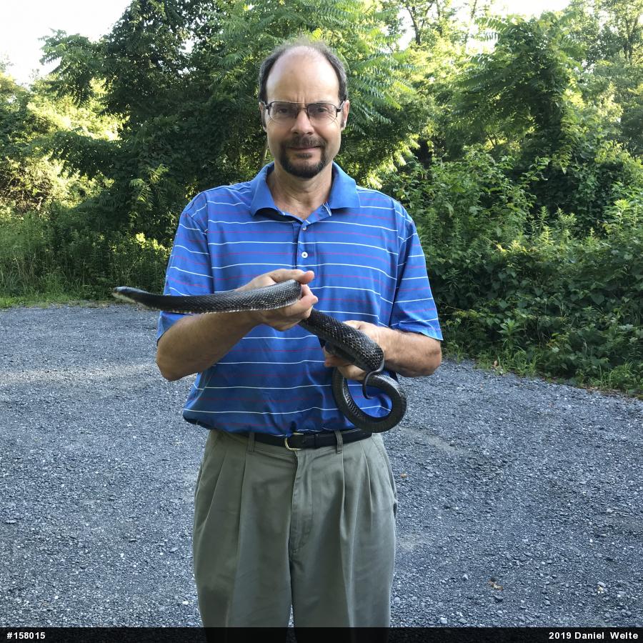 Eastern Ratsnake