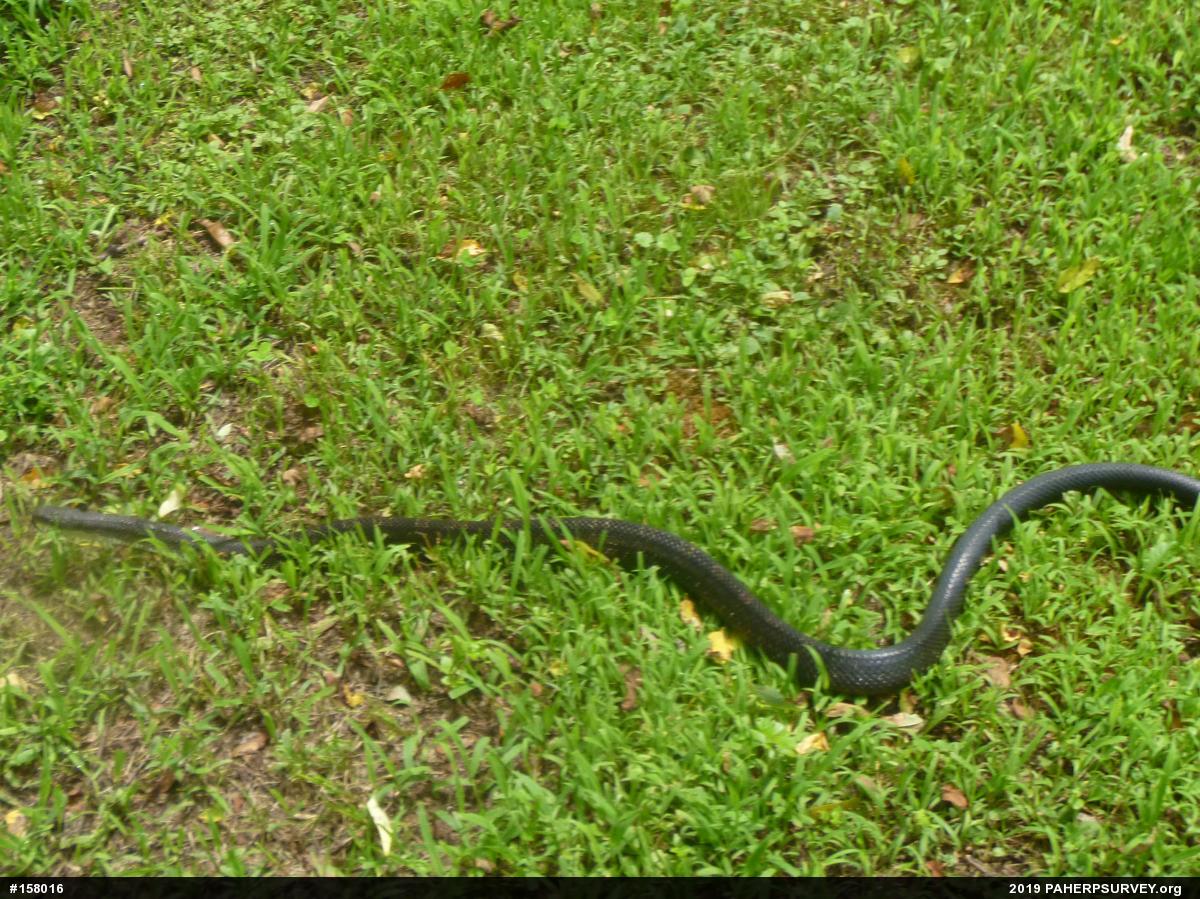 Eastern Ratsnake