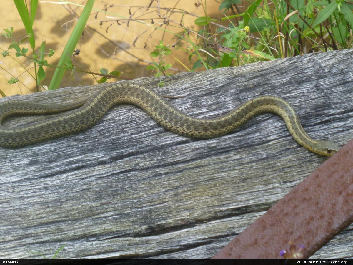 Eastern Gartersnake