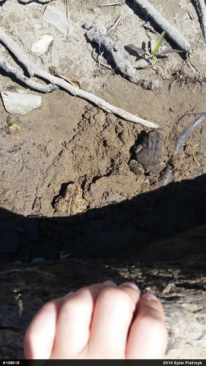 Eastern American Toad
