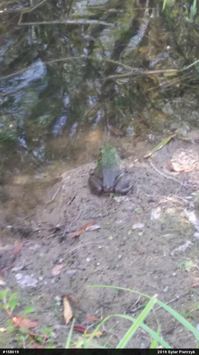 Green Frog