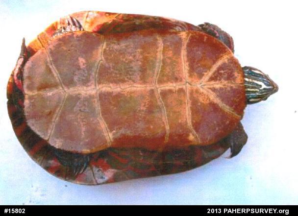 Painted Turtle
